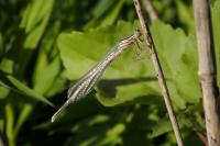 Platycnemis pennipes