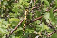 Onychogomphus forcipatus