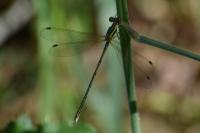 Lestes barbarus