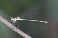 Lestes barbarus
