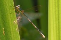 Lestes barbarus