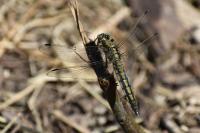 Orthetrum cancellatum