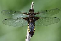 Libellula depressa