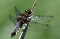 Libellula depressa
