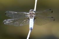 Libellula fulva