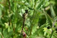 Orthetrum cancellatum