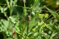 Orthetrum cancellatum