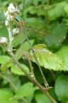 Lestes barbarus
