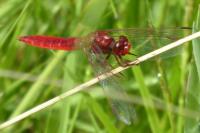 Crocothemis erythraea