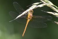 Sympetrum sanguineum