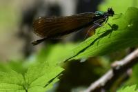 Calopteryx virgo