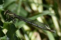 Platycnemis pennipes