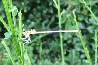 Platycnemis pennipes