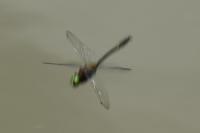 Cordulia aenea