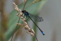 Erythromma viridulum