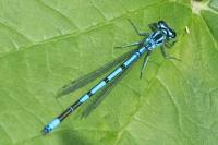 Coenagrion puella