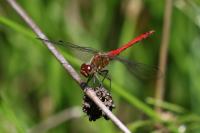 Sympetrum sanguineum