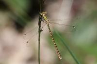 Lestes barbarus