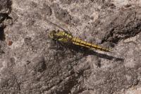 Orthetrum cancellatum