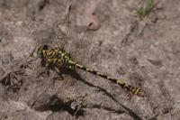 Onychogomphus forcipatus