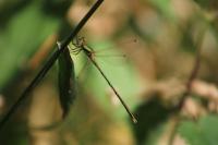 Lestes barbarus
