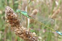 Ischnura elegans