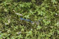 Coenagrion mercuriale