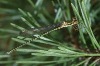Chalcolestes viridis