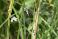 Lestes sponsa
