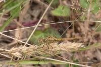 Sympetrum meridionale