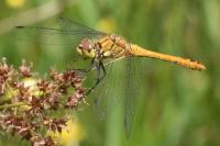 Sympetrum sanguineum