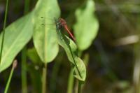 Sympetrum sanguineum