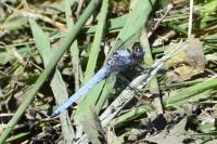 Orthetrum brunneum
