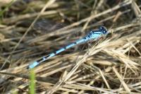 Enallagma cyathigerum