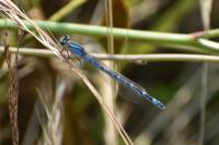Enallagma cyathigerum