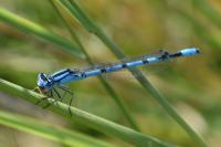 Enallagma cyathigerum