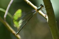 Chalcolestes viridis