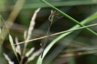 Chalcolestes viridis