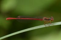 Ceriagrion tenellum