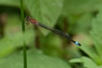 Ischnura elegans