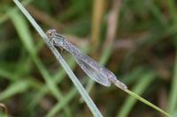 Enallagma cyathigerum