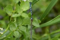 Coenagrion mercuriale