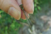 Platycnemis pennipes