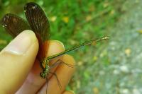 Calopteryx virgo meridionalis