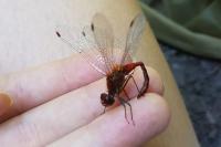Sympetrum sanguineum