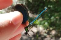 Calopteryx virgo meridionalis