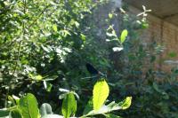 Calopteryx virgo meridionalis