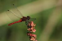Sympetrum sanguineum