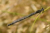 Enallagma cyathigerum