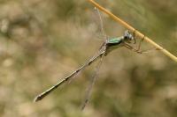 Lestes barbarus